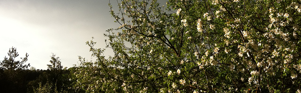 Pretty crab apple tree